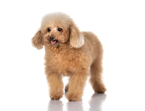 Teacup 2025 poodle prijs